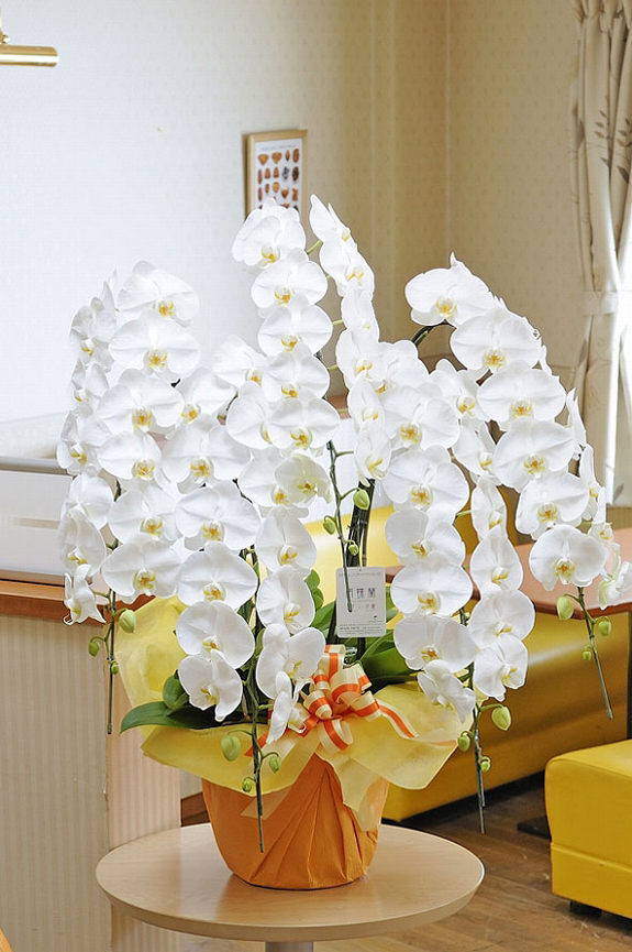 <p> 結婚式のお祝い花として、誕生日のお祝い花としては驚きの声が上がる胡蝶蘭と言えるでしょう。</p>