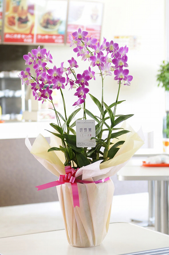 <p>開店祝いに見栄えのする鉢花、とっても可愛らしくてお花も長持ちです。</p>