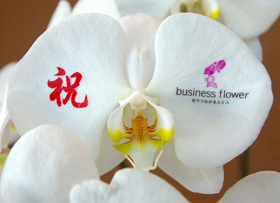 <p>花びらに伝えたい言葉を入れて、世界に一つだけのオリジナル胡蝶蘭を制作いたします。<br />
※こちらのコースはロゴ入れなども可能です。</p>