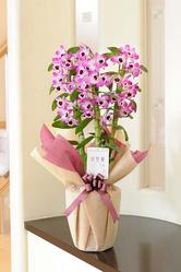 シンビジューム シーサイド プリンセス雅子 5本立 バスケット付 洋蘭 シンビジューム 開店祝いの花や胡蝶蘭などお祝いの花 とフラワーギフトならビジネスフラワー シンビジューム シーサイド プリンセス雅子 5本立 バスケット付 洋蘭 シンビジューム 開店祝いの花や胡蝶蘭などお祝いの花 とフラワーギフトならビジネスフラワー
