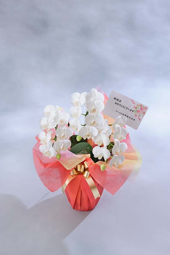 <p>ミディはお花が小さいのでメッセージカードのみがお付けできます。<br />
※文書は30文字程度までメッセージの記載が可能です。最後に贈り主のお名前を忘れずに・・・</p>