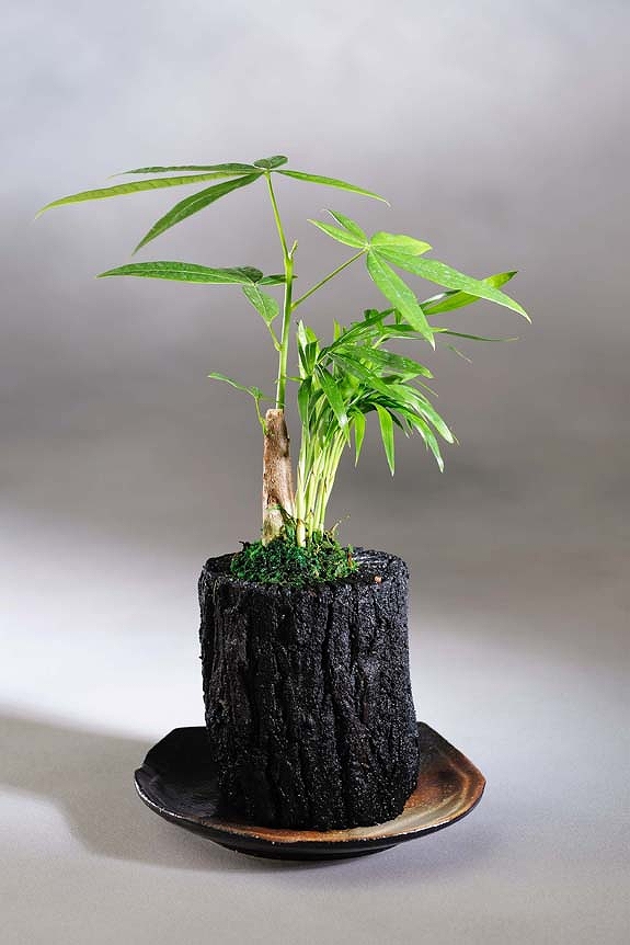 炭花壇 観葉植物 5種セット 陶器皿付き 観葉植物 観葉植物 アレンジ 開店祝いの花や胡蝶蘭などお祝いの花とフラワーギフトならビジネスフラワー