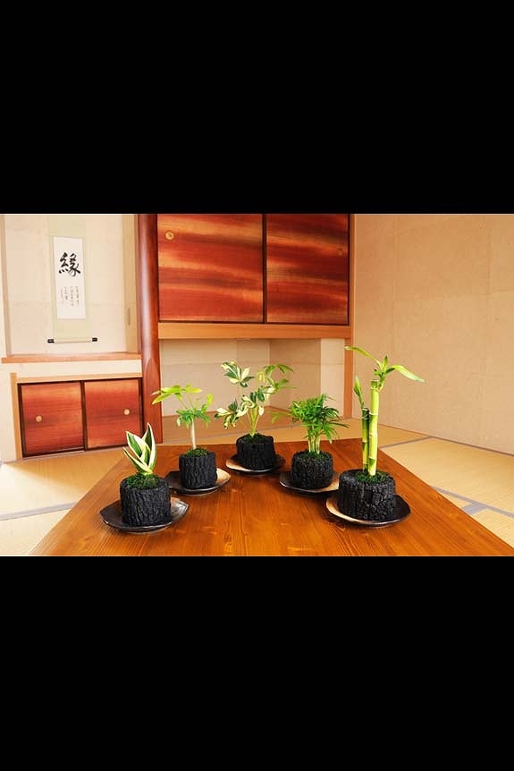 祝い花と供花の販売 ネットの花屋 ビジネスフラワー 炭花壇 観葉植物 5種セット ミニ 陶器皿付き