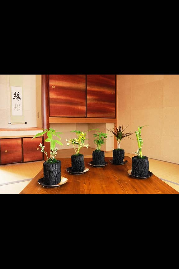 祝い花と供花の販売 ネットの花屋 ビジネスフラワー 炭花壇 観葉植物 5種セット 陶器皿付き