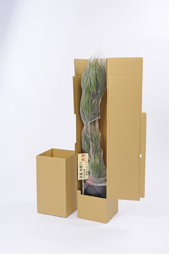 <p>観葉植物　寄せ植え商品は、厳重梱包で発送いたします。ご安心ください。</p>