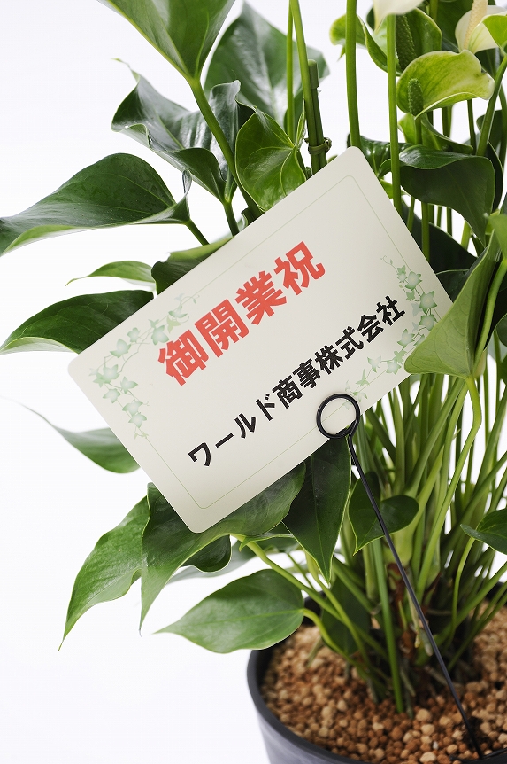 <p>観葉植物商品には、無料で1枚立札またはメッセージカードをお付けすることが可能です。<br />
（メッセージカードのイメージ※支柱つきをご希望の際は、注文情報入力ページ最後の「出荷担当者への連絡事項」へ「メッセージカードを支柱つきで希望」と明記をお願いします）</p>