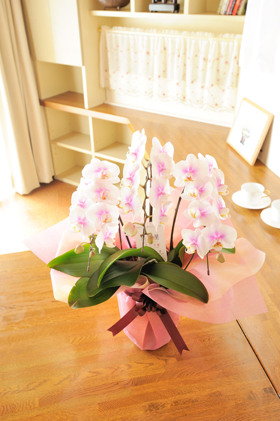 <p>ミディタイプの花がたくさんバランスよくつくのが特徴で、ひときわかわいらしい胡蝶蘭。</p>