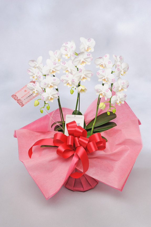 <p>ミディはお花が小さいのでメッセージカードのみがお付けできます。<br />
※文書は30文字程度までメッセージの記載が可能です。最後に贈り主のお名前を忘れずに・・・</p>