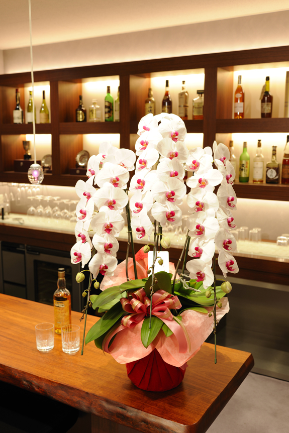 <p>開店祝いなどにもよく似合うから、かわいらしい胡蝶蘭のプレゼントになるでしょう。<br />
※写真は７部咲きです。</p>