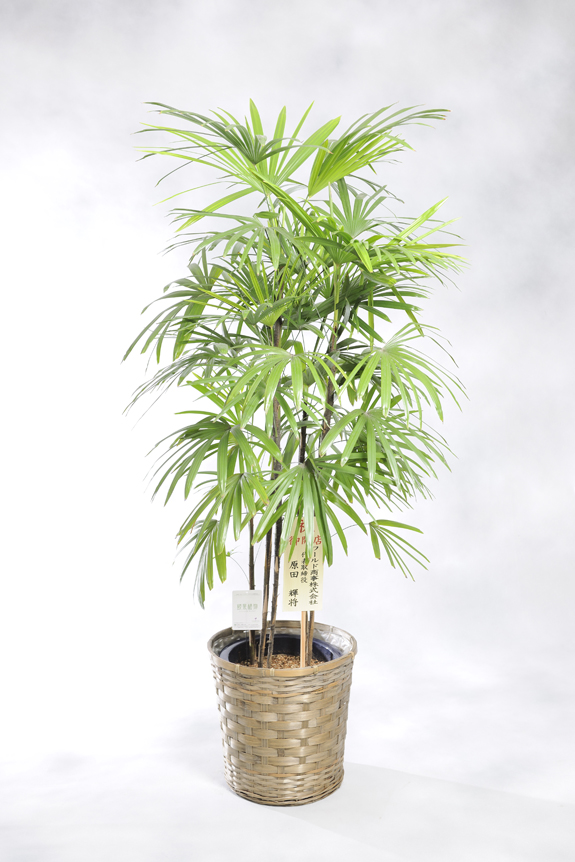 観葉植物 シュロチク 10号 バスケット鉢カバー付 花言葉カード付 観葉植物 観葉植物 大型 開店祝いの花や胡蝶蘭などお祝いの花 とフラワーギフトならビジネスフラワー 観葉植物 シュロチク 10号 バスケット鉢カバー付 花言葉カード付 観葉植物 観葉植物 大型 開店祝いの花や胡蝶蘭などお祝いの花 とフラワーギフトならビジネスフラワー
