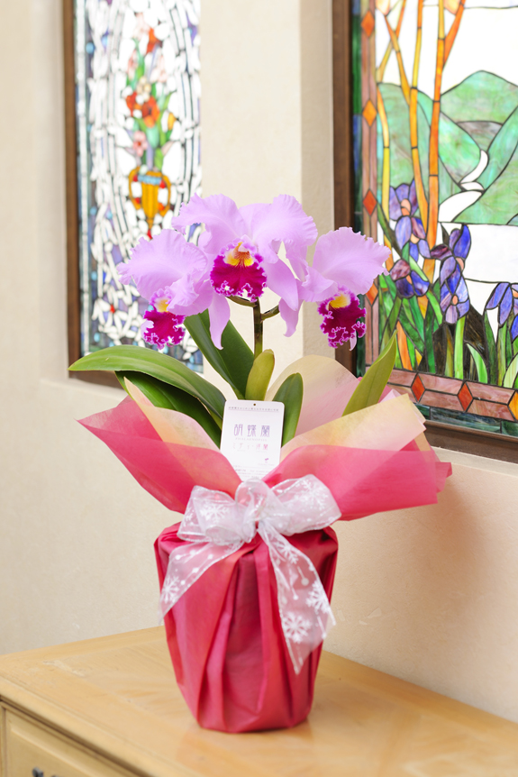 カトレア ラベンダー3輪 洋蘭 カトレア 開店祝いの花や胡蝶蘭などお祝いの花とフラワーギフトならビジネスフラワー