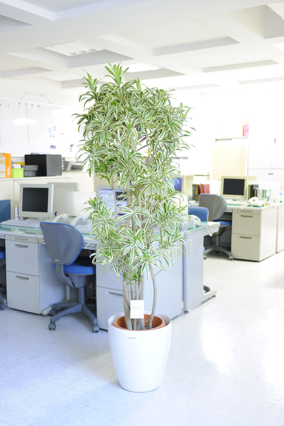 祝い花と供花の販売 ネットの花屋 ビジネスフラワー 観葉植物 ドラセナ リフレクサ ソングオブインディア 10号 白丸鉢カバー付 花言葉カード付