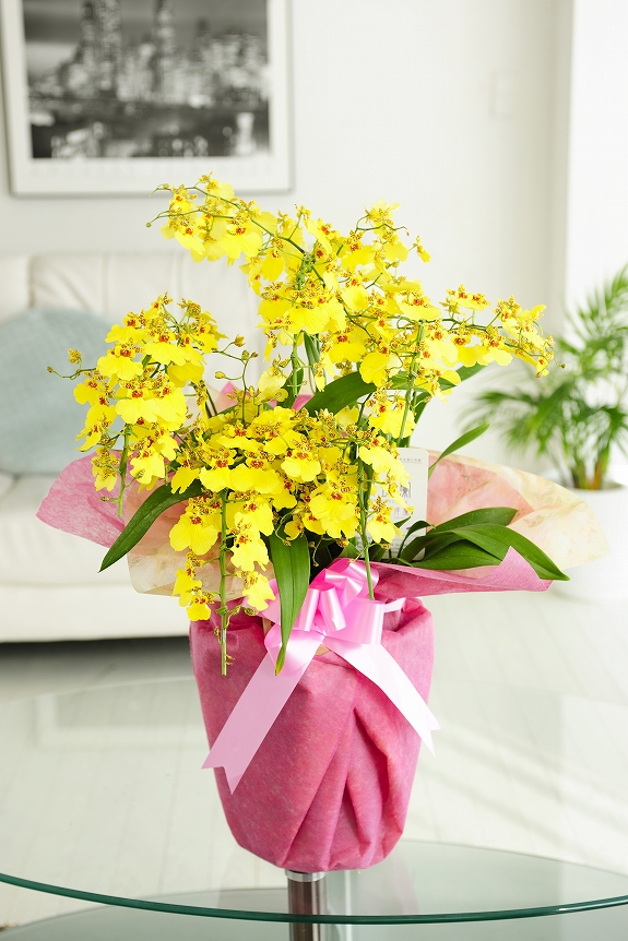 オンシジューム アロハイワナガ 5本立（アーチ仕立て）：洋蘭 オンシジューム - 開店祝いの花や胡蝶蘭などお祝いの花とフラワーギフトならビジネスフラワー