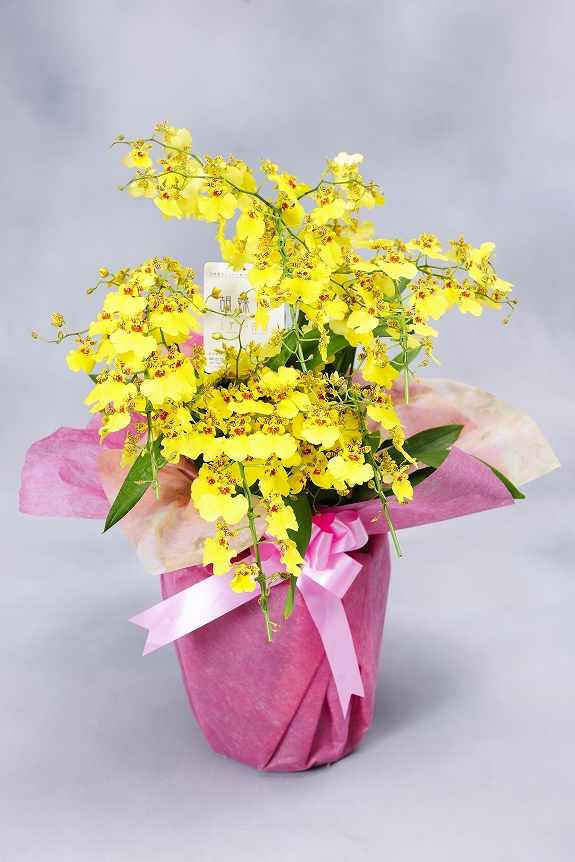 オンシジューム アロハイワナガ 5本立（アーチ仕立て）：洋蘭 オンシジューム - 開店祝いの花や胡蝶蘭などお祝いの花とフラワーギフトならビジネスフラワー