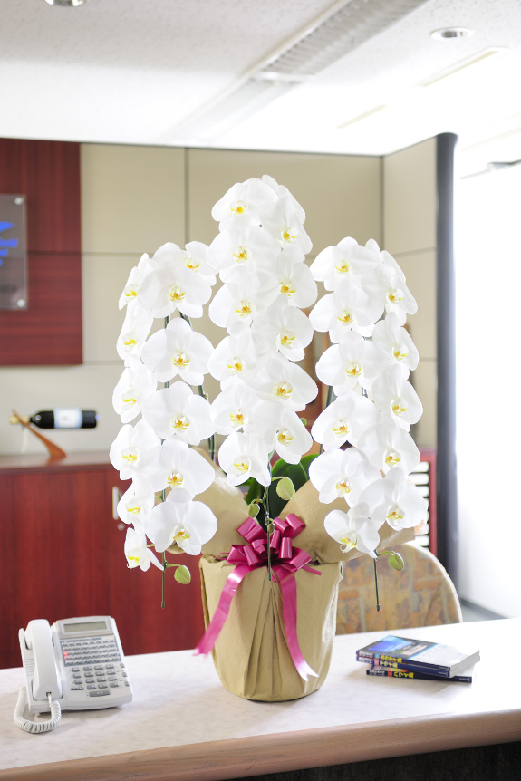 <p>事務所やオフィス、レストランなどの幅広いお祝い花として人気のお花です。</p>
