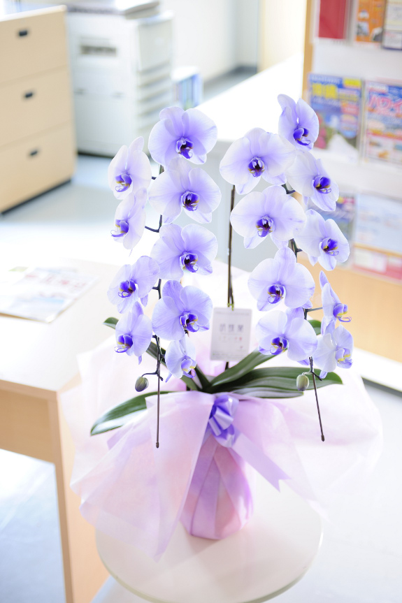 胡蝶蘭2本立 紫 2万円コース 胡蝶蘭アレンジ お花のアレンジ 開店祝いの花や胡蝶蘭などお祝いの花とフラワーギフトならビジネスフラワー 胡蝶蘭2本立 紫 2万円コース 胡蝶蘭アレンジ お花のアレンジ 開店祝いの花や胡蝶蘭などお祝いの花とフラワーギフトならビジネスフラワー