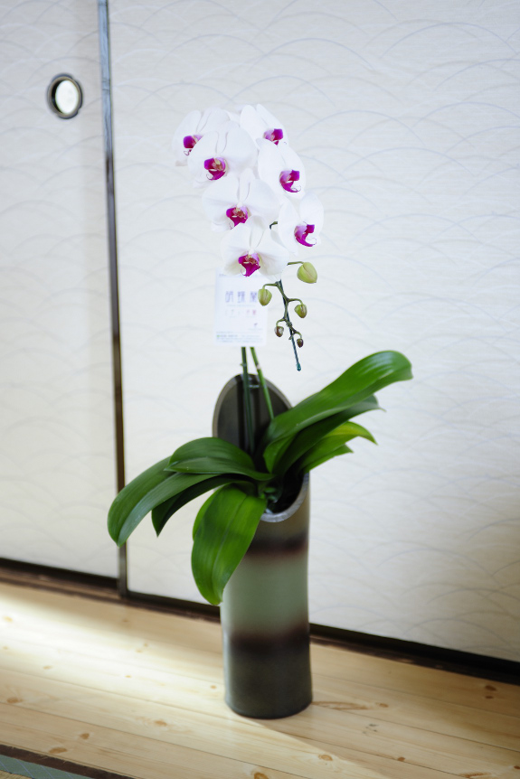 <p>竹をイメージした器にリップの胡蝶蘭がかぐや姫のように咲く可愛らしい商品です。</p>