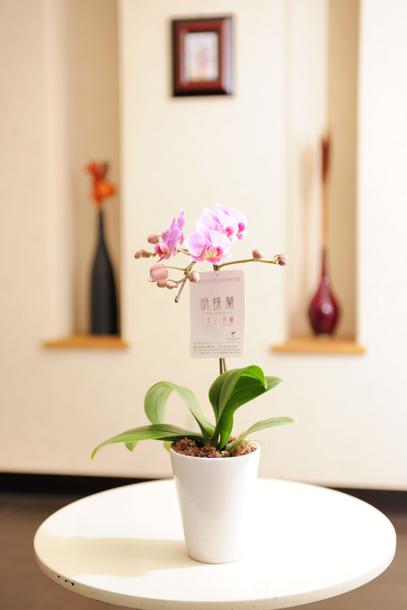 <p>フラワーギフト、贈り物としておすすめの小ぶりで可愛らしい胡蝶蘭。</p>