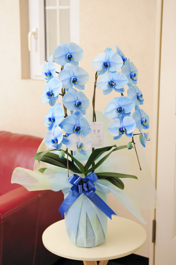 <p>自然では出せない青色に染色する事で、非常に珍しいお花となっております。</p>