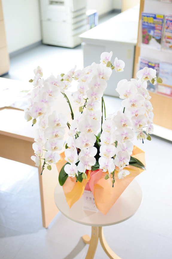 <p>ファーストラブは白い花びらにピンクが散りばめられたようなお花です。とても可愛らしい印象で、女性へのプレゼントとして喜ばれております。</p>