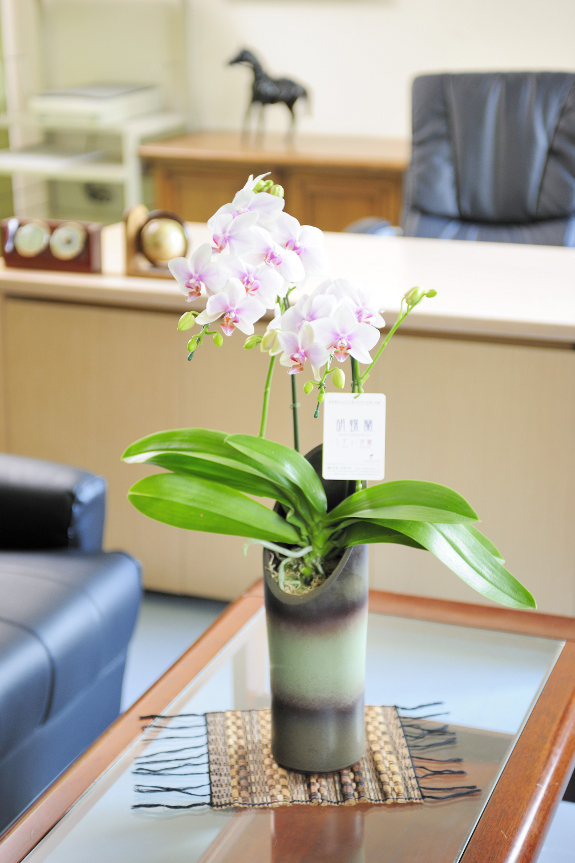 <p>和室、洋室問わずお楽しみ頂けるデザインとなっております。尚、お花は可愛らしいリップ系の胡蝶蘭となります。</p>