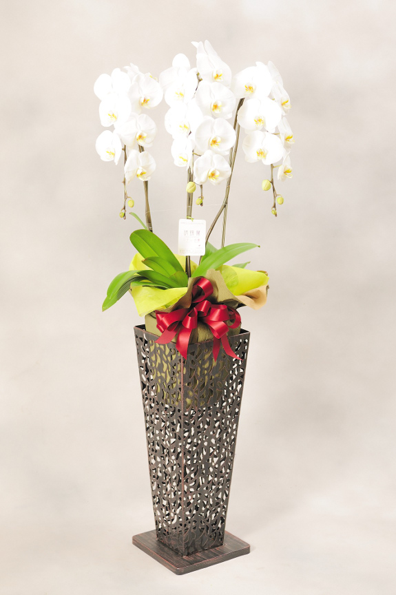 <p>ブリキ製のアートスタンドはお花をお洒落に引き立て、アートな空間を演出するのに最適なコースです。</p>