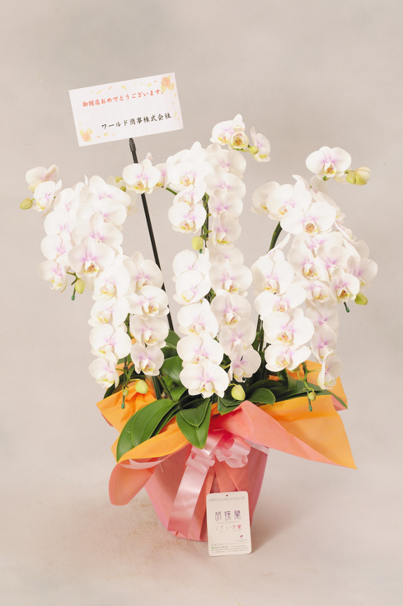 <p>お花には立札（紙札）またはメッセージカードがお付けできます。最後に贈り主のお名前を忘れずに・・・</p>