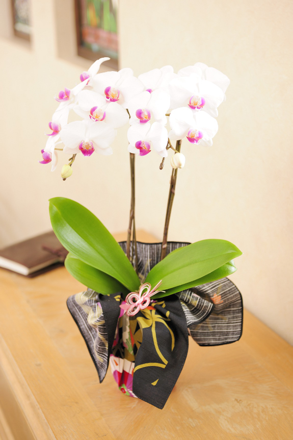<p>鉢周りを風呂敷で装飾した和み系ミディ胡蝶蘭！どこか懐かしさのある和み系の贈り物。</p>