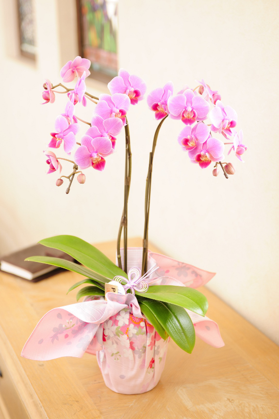 胡蝶蘭ミディ 和モダン風呂敷仕立 ピンク 胡蝶蘭アレンジ 鉢のアレンジ 開店祝いの花や胡蝶蘭などお祝いの花とフラワーギフトならビジネスフラワー