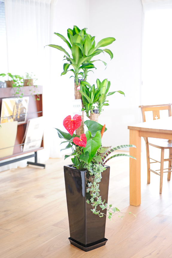 祝い花と供花の販売 ネットの花屋 ビジネスフラワー 観葉植物 寄せ植え 8号 黒角高陶器鉢 角皿付