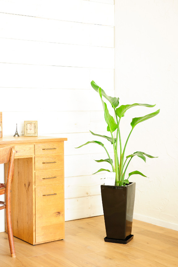 <p>オーガスタは場所を選ばない観葉植物です。ご自宅のビリング、オフィスやお店のちょっとしたスペースに・・・場所を選ばず多目的にご利用頂けます。</p>