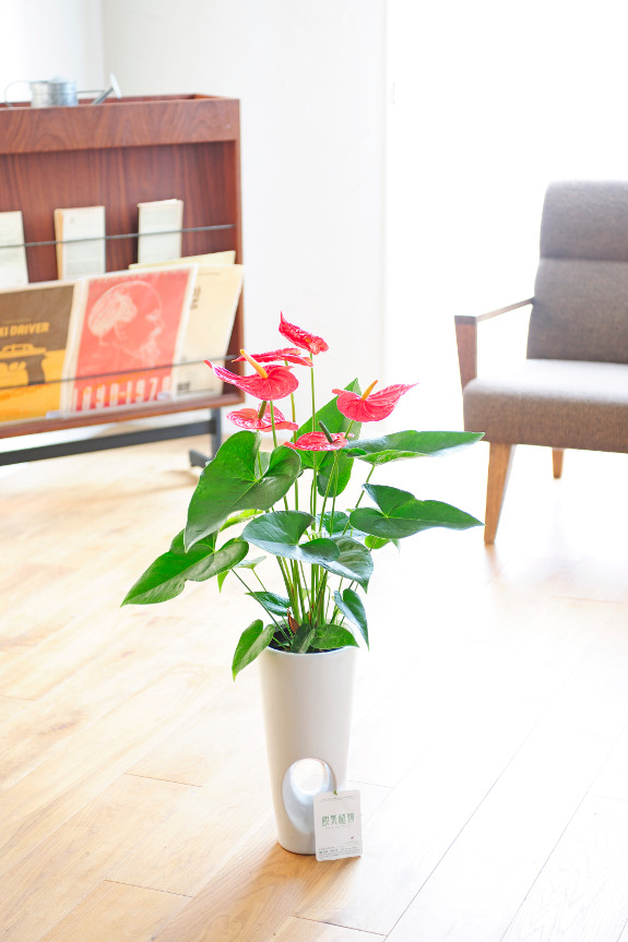 <p>シンプルで清潔感のある真っ白な鉢が、情熱的な真っ赤なお花を引きたてる鮮やかな観葉植物で、目立つお祝い花として贈り物・プレゼント・フラワーギフトをお探しの方にはオススメです。</p>