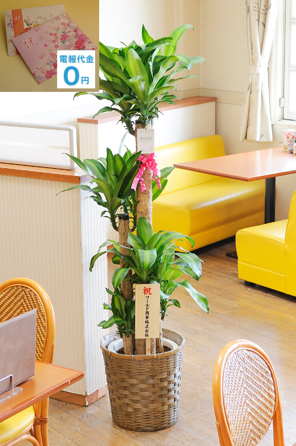 <p>別名「幸福の木」とも呼ばれる縁起の良い観葉植物「ドラセナ・マッサンゲアナ」・・・背丈もあり開店祝いなどのお祝い花として人気です。当店オリジナルの電報と一緒にしてお届け致します。</p>