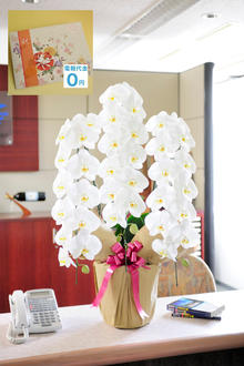 電報代金無料！電報（祝電）と胡蝶蘭を一緒に配達する花屋です