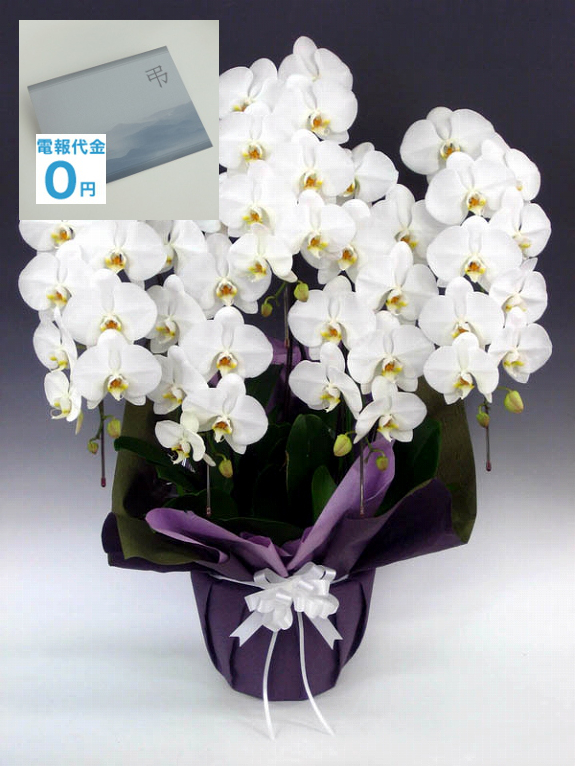 祝い花と供花の販売 ネットの花屋 ビジネスフラワー 配送地域限定 電報 弔電付き 当日配送 フューネラル胡蝶蘭 5本立 3万円コース 50 55輪程度 台紙 弔