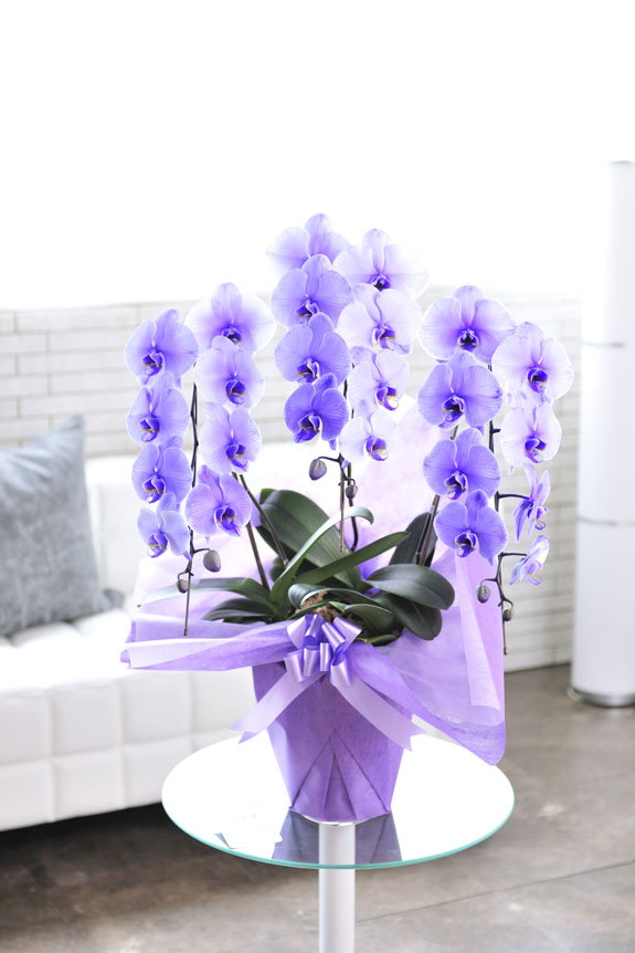 <p>紫の胡蝶蘭は抜群のインパクト！</p>