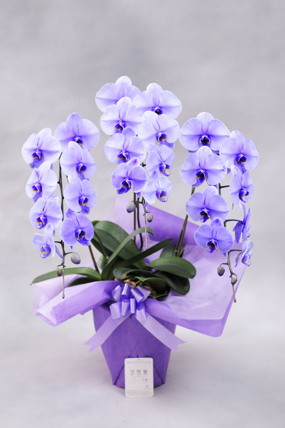 <p>生産農家の特殊技術で美しく染められた紫の胡蝶蘭</p>
