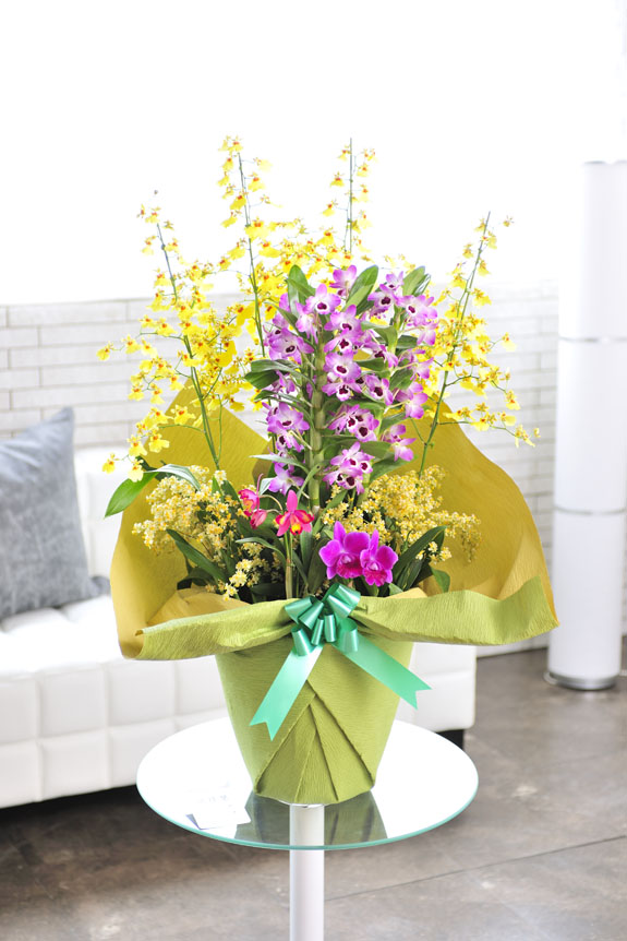 おまかせ洋蘭寄せ植え 10号※陶器鉢：洋蘭 洋蘭寄せ植え - 開店祝いの花