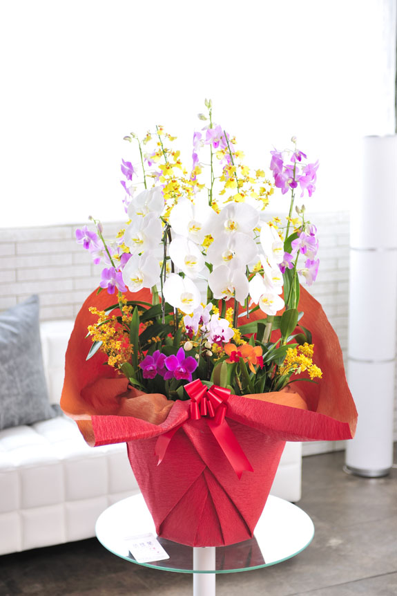 おまかせ洋蘭寄せ植え 12号※陶器鉢：洋蘭 洋蘭寄せ植え - 開店祝いの花
