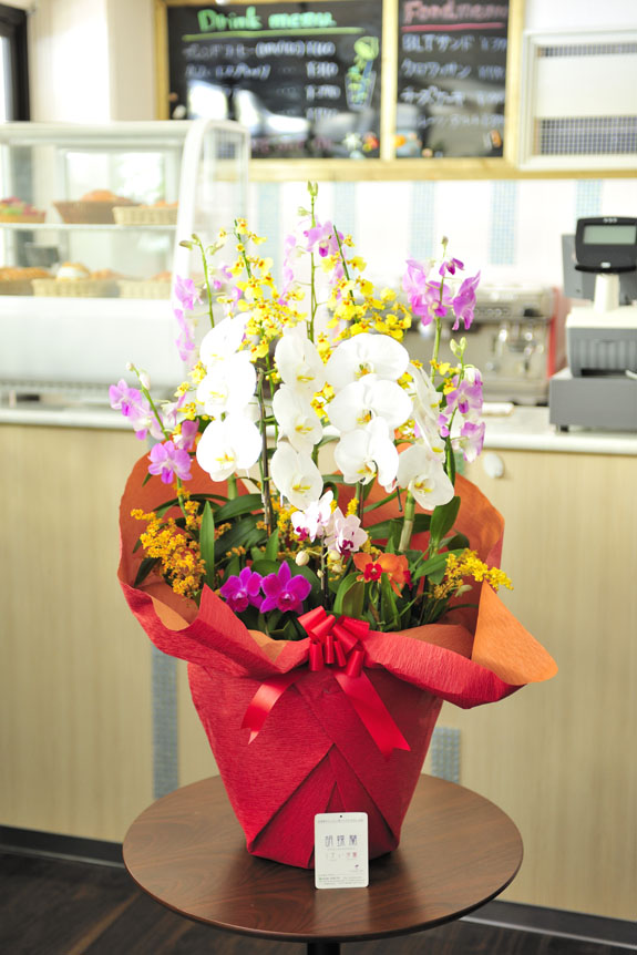 <p>お花の種類、ボリュームも満足！企業間の贈答用にオススメの洋蘭寄せ植えです。</p>