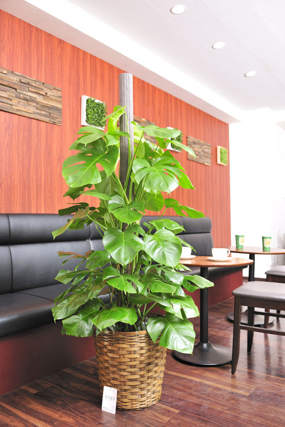 <p>モンステラはお店のインテリアとしても人気の高い観葉植物です。</p>