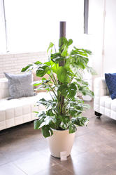 観葉植物 ストレリチア オーガスタ 10号 白丸鉢カバー付 花言葉カード付 観葉植物 観葉植物 大型 開店祝いの花や胡蝶蘭などお祝いの花 とフラワーギフトならビジネスフラワー