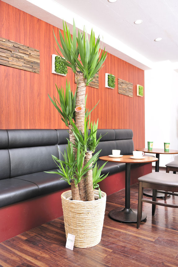 <p>ユッカ・エレファンティペスは「青年の樹」として有名な定番の観葉植物です。</p>