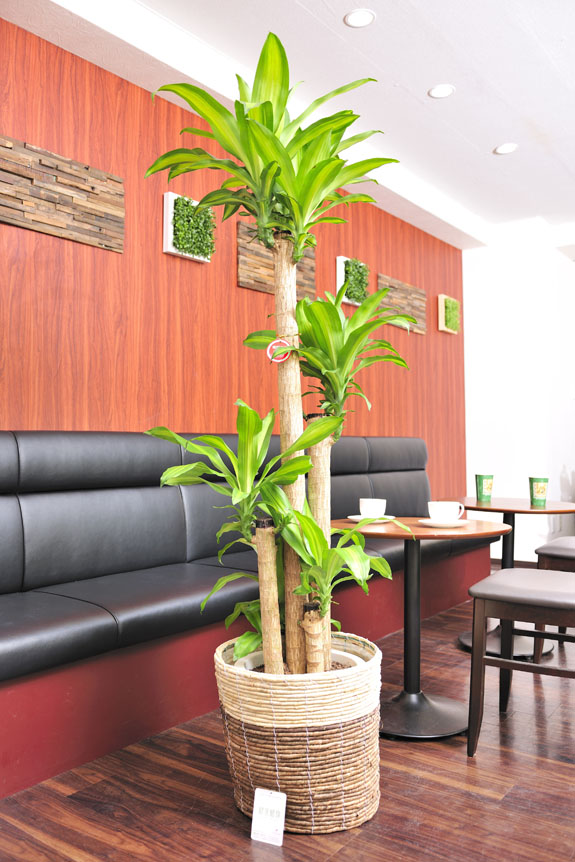 <p>｢幸福の木｣ドラセナ・マッサンゲアナはオフィスや店舗への贈り物として人気の観葉植物です。</p>