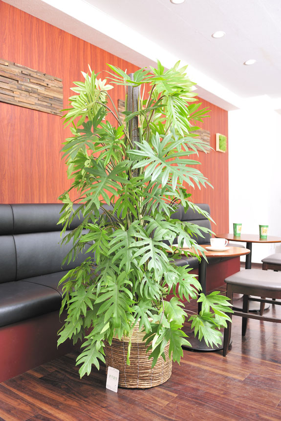 <p>トサカカズラは存在感抜群の観葉植物です。</p>