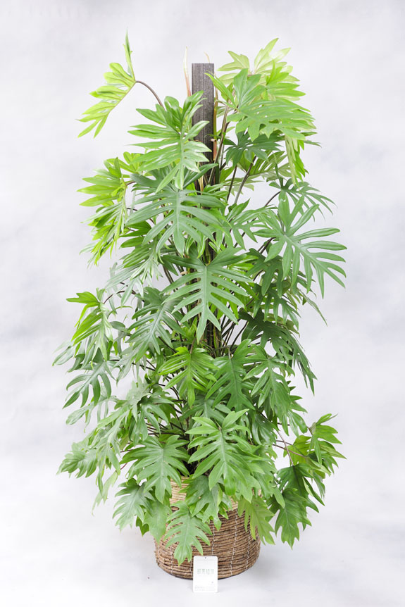 <p>トサカカズラは葉の形に特徴のある観葉植物です。</p>