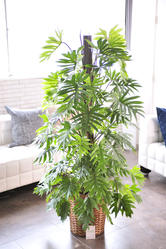 観葉植物 ユッカ エレファンティペス 10号 バスケット鉢カバー付 花言葉カード付 観葉植物 観葉植物 大型 開店祝いの花や胡蝶蘭などお祝いの花 とフラワーギフトならビジネスフラワー 観葉植物 ユッカ エレファンティペス 10号 バスケット鉢カバー付 花言葉カード付 観葉植物 観葉植物 大型 開店祝いの花や胡蝶蘭などお祝いの花 とフラワーギフトならビジネスフラワー