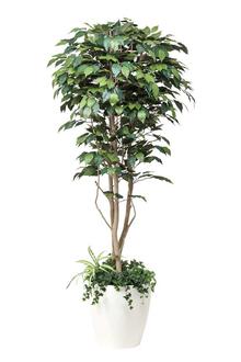 造花アート・観葉植物　フィカスベンジャミン1.8植栽付