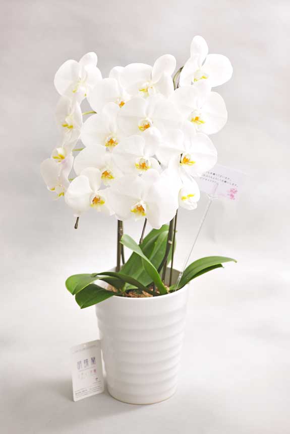 胡蝶蘭 大輪2本立 デコラティブ 胡蝶蘭アレンジ 鉢のアレンジ 開店祝いの花や胡蝶蘭などお祝いの花とフラワーギフトならビジネスフラワー