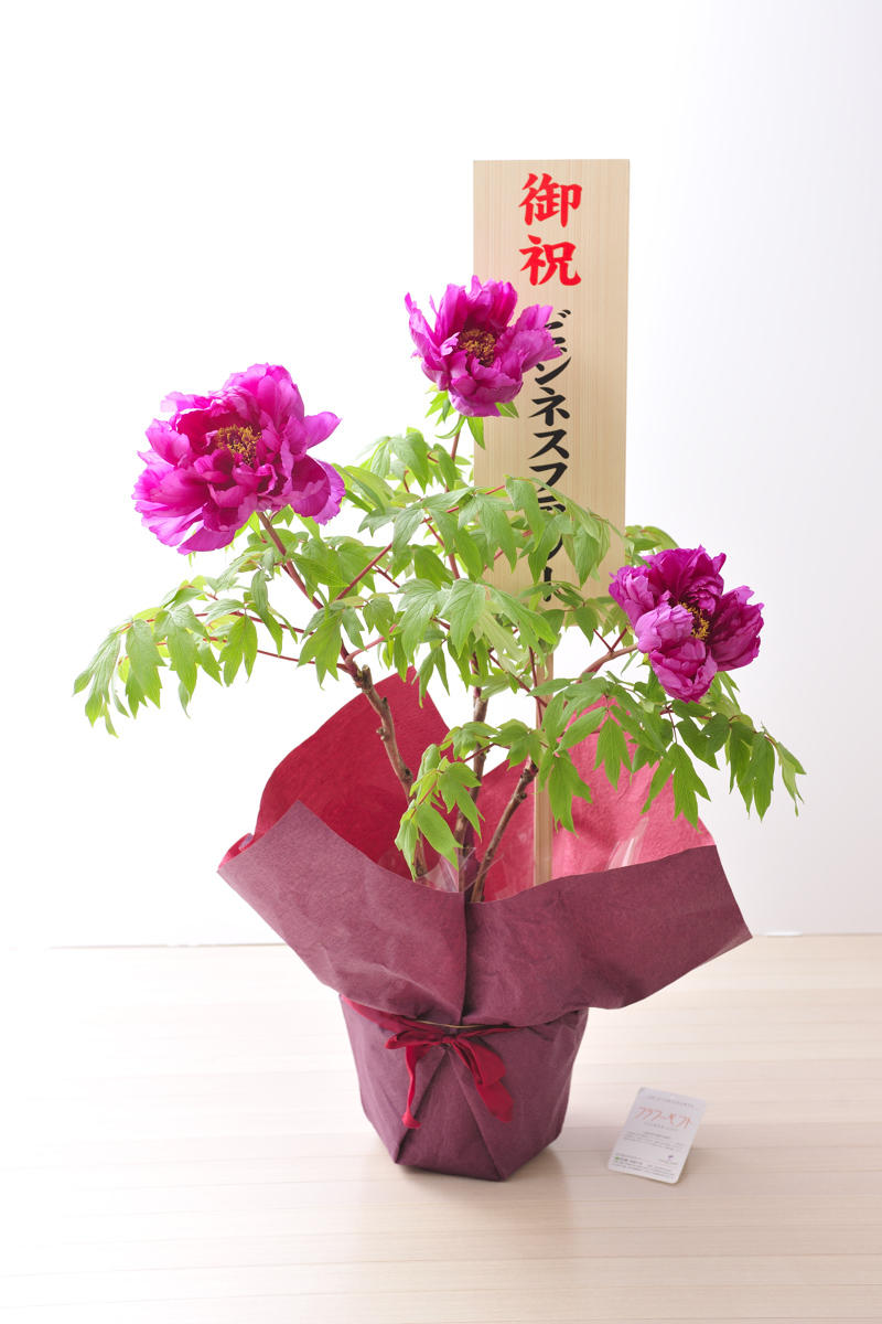 牡丹 ぼたん 2輪以上 ピンク 1 5万円コース お花の種類で選ぶ フラワーギフト 開店祝いの花や胡蝶蘭などお祝いの花とフラワーギフト ならビジネスフラワー